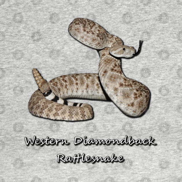 Western Diamondback Rattlesnake by Paul Prints